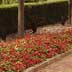 flowers along driveway
