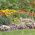 flower bed