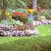 flower bed and hedge