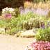 flower bed