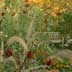 autumn garden
