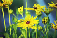 daisy