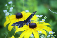 butterfly on daisy